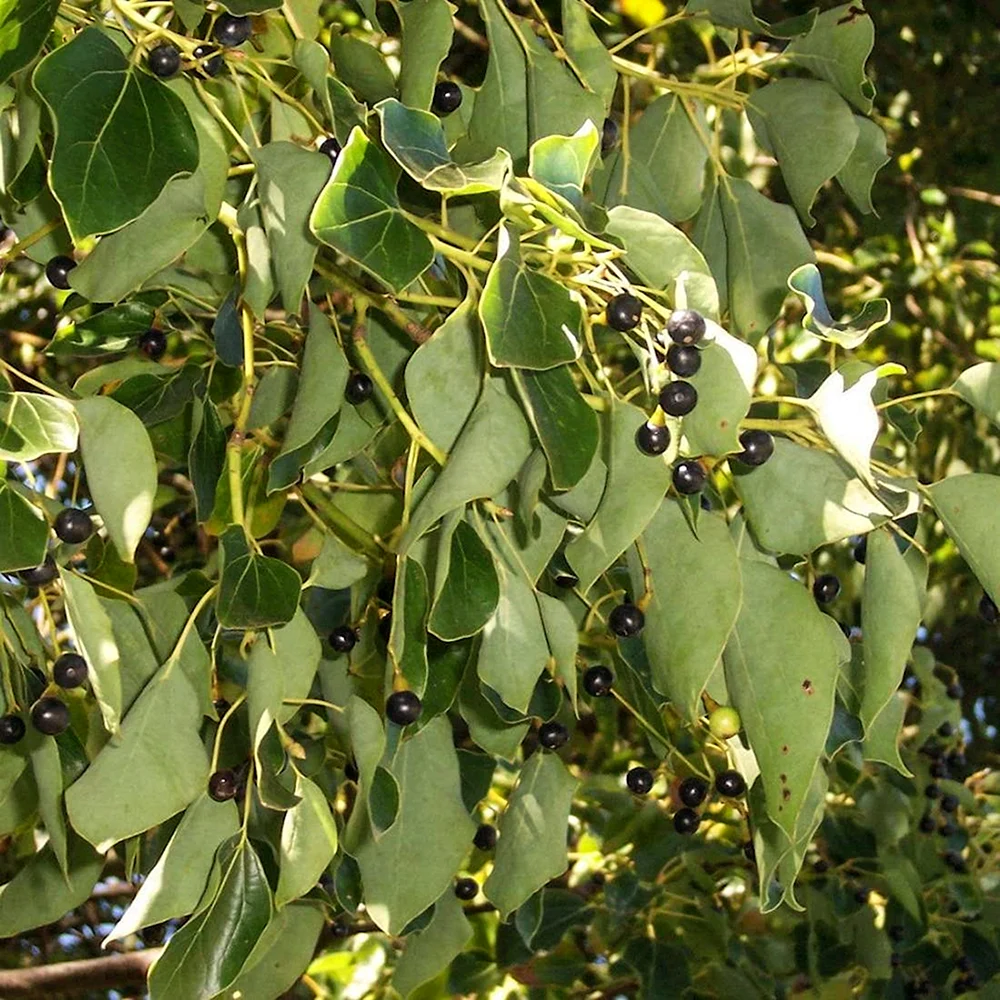 2. Камфорное дерево Cinnamomum camphora
