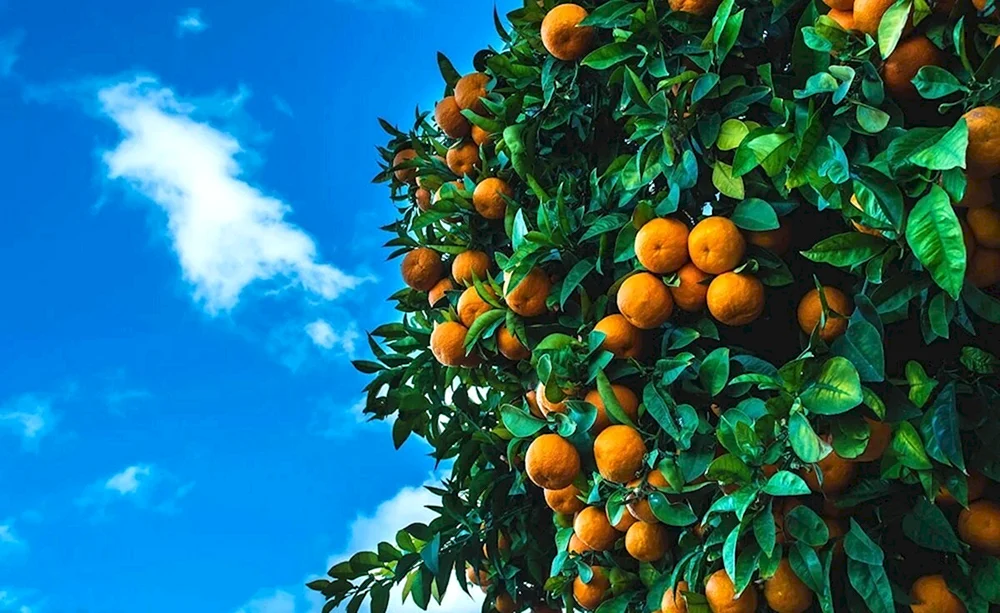 Абхазия мандарины на дереве