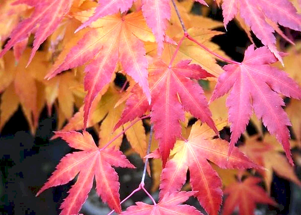 Acer palmatum Oridono-Nishiki