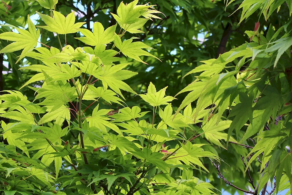 Acer palmatum Osakazuki