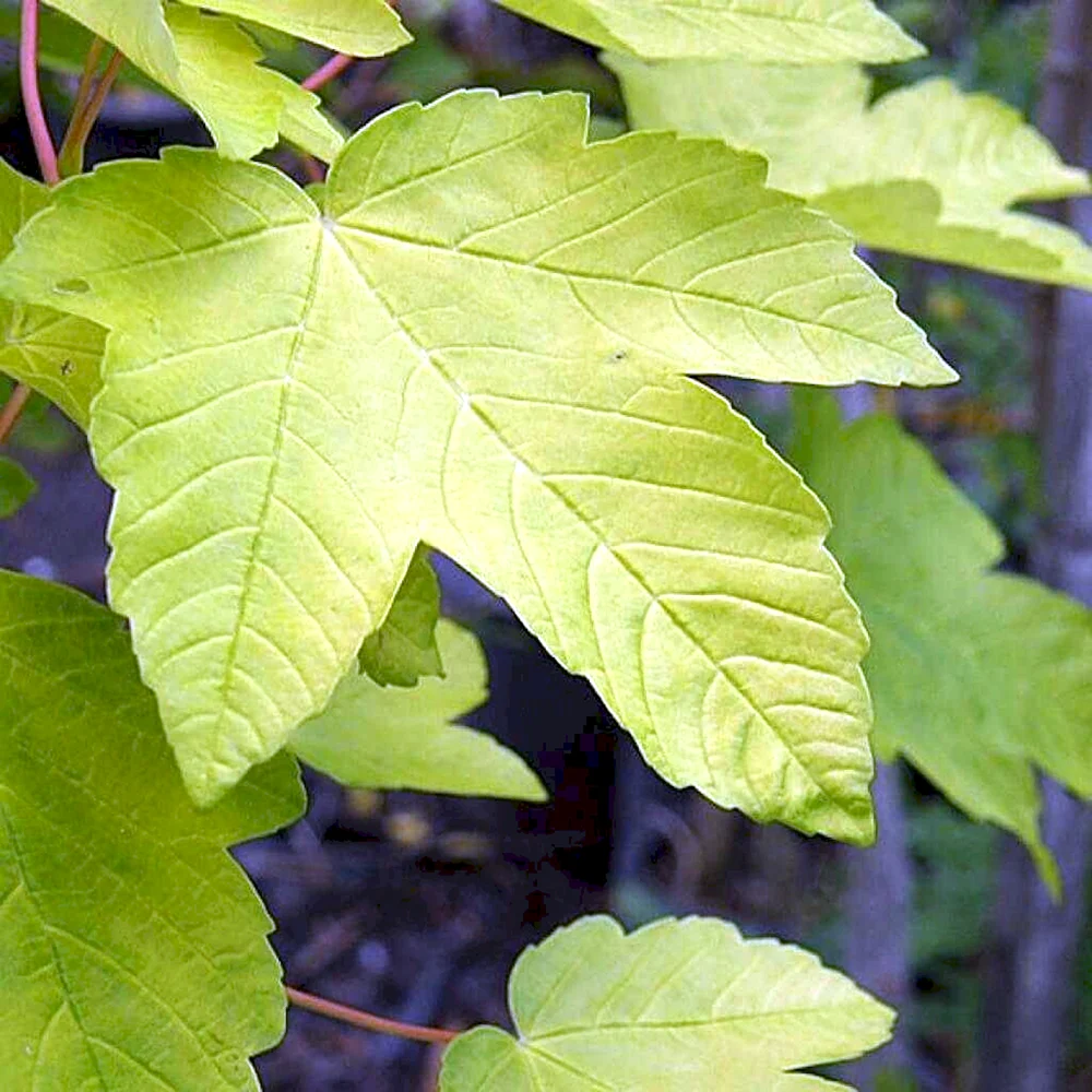 Acer pseudoplatanus Worley
