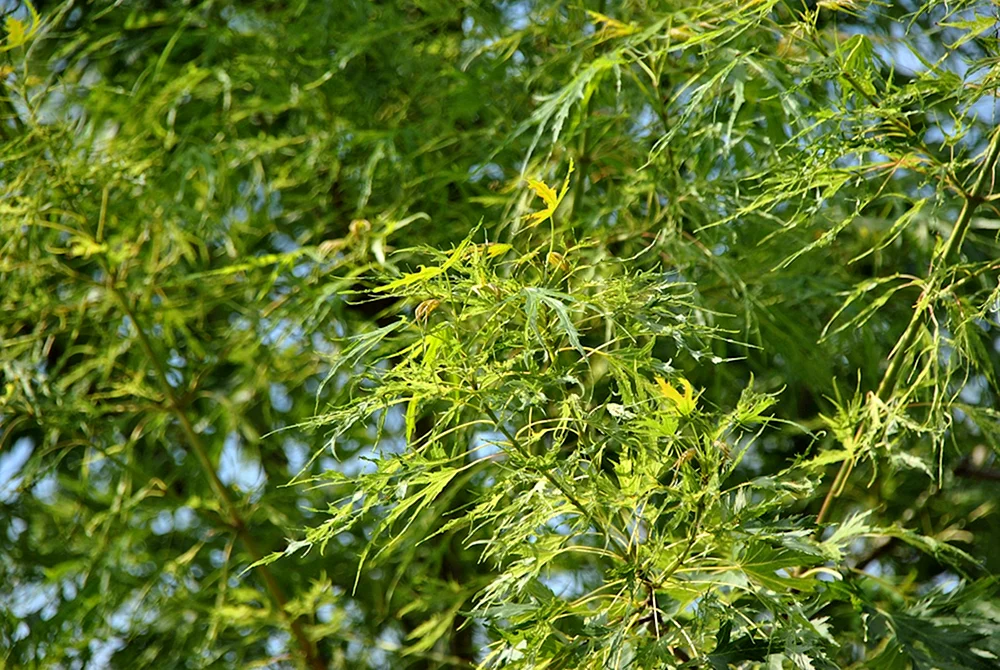 Acer saccharinum borns gracious