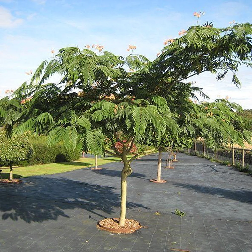 Альбиция ленкоранская дерево