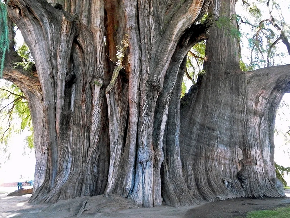 Арболь дель Амор дерево