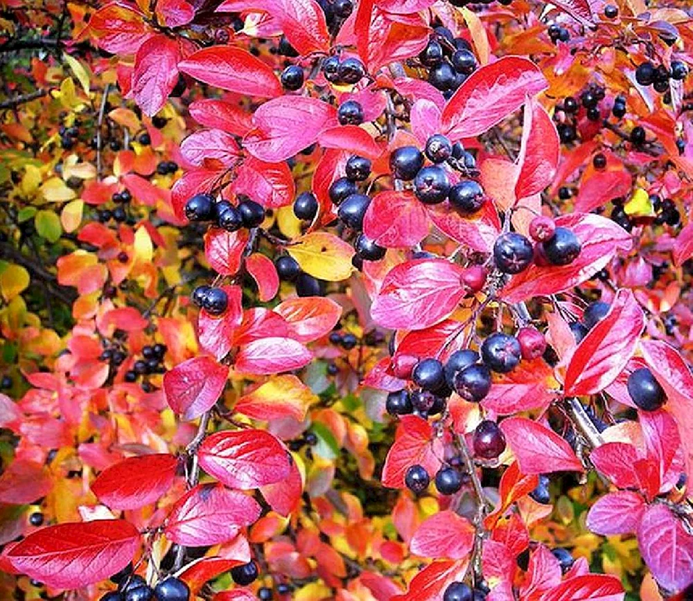 Арония черноплодная куст осень