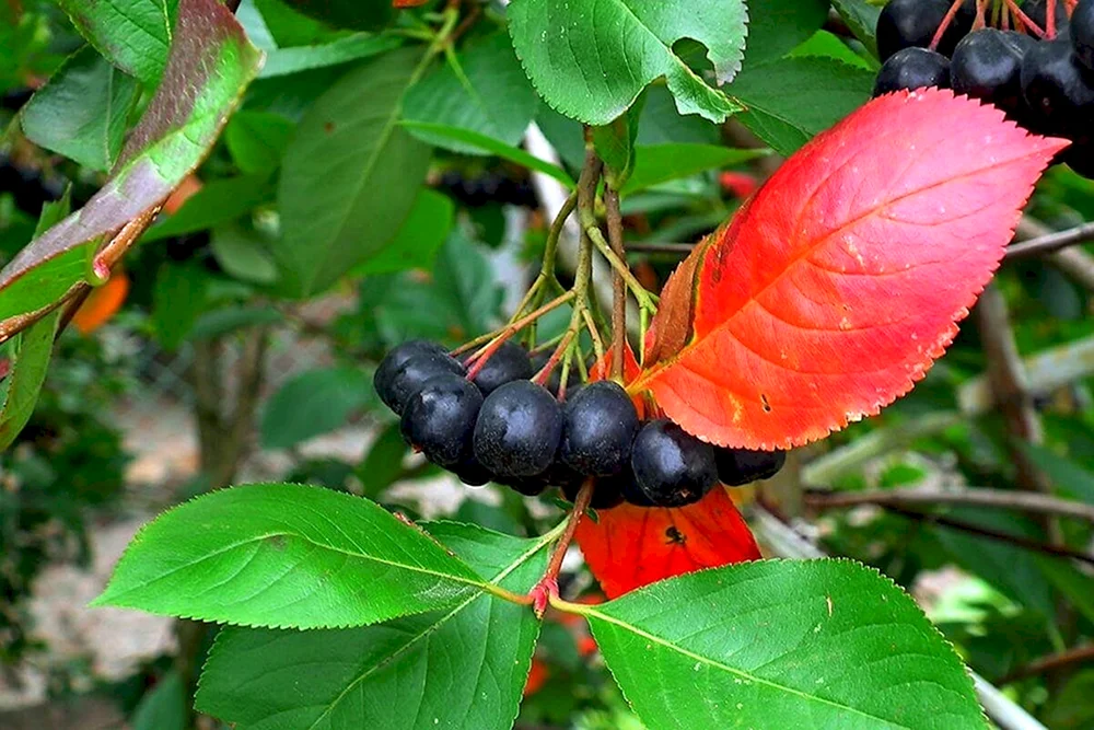 Арония черноплодная листья