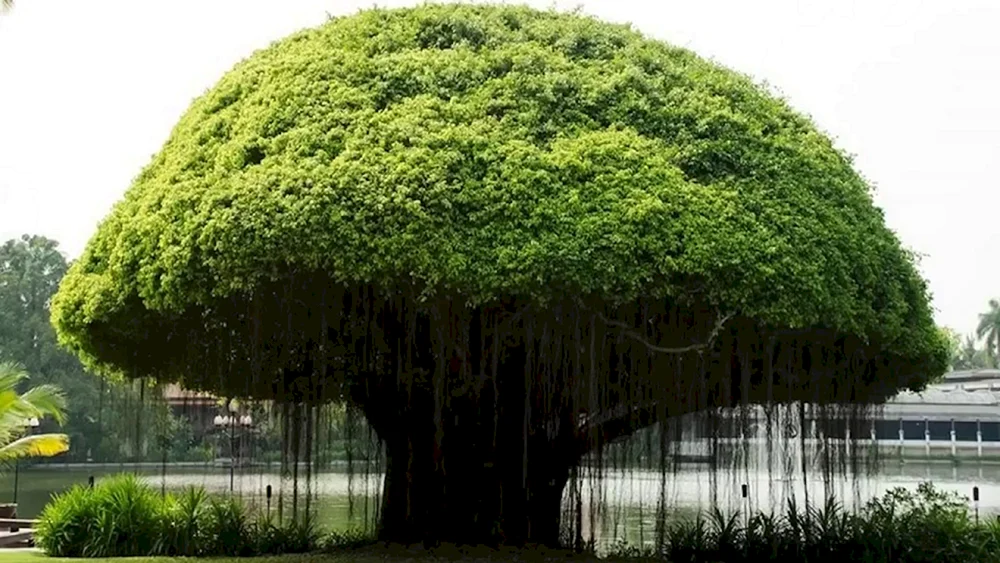 Баньян дерево