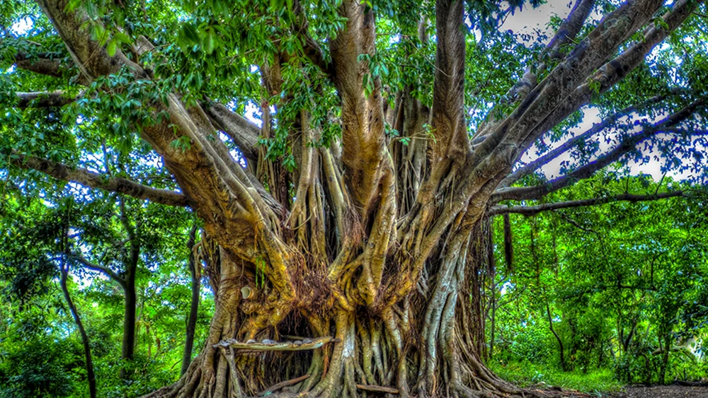 Баньян дерево Вьетнам