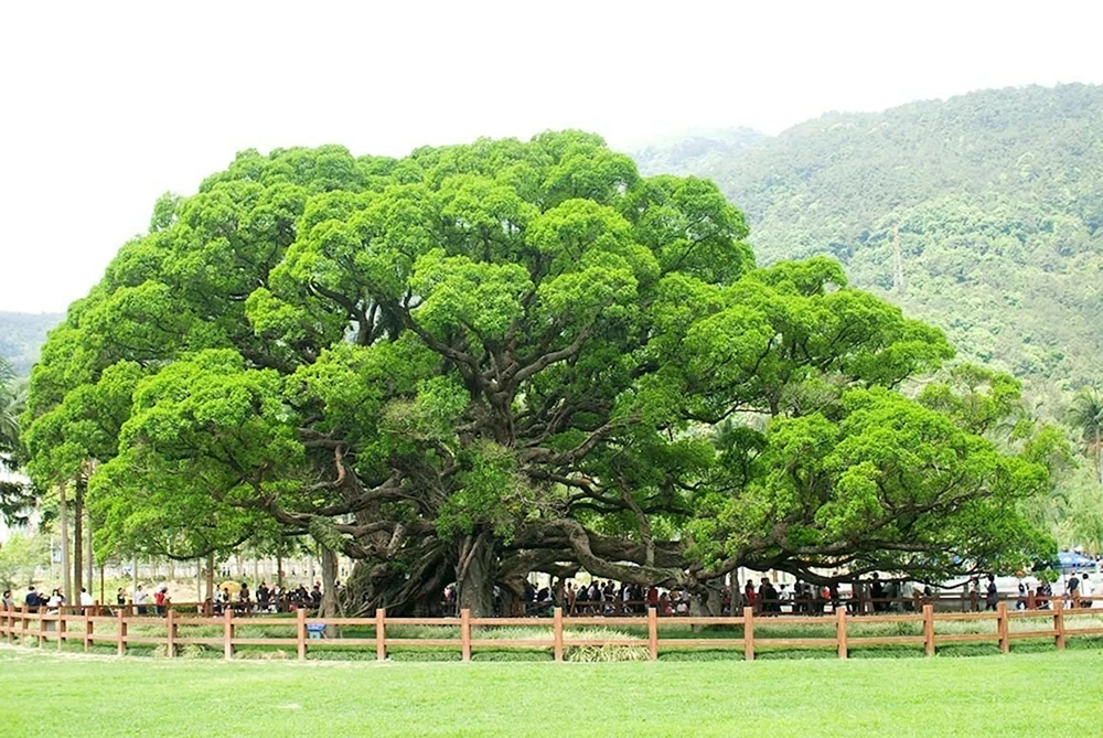 Баньяновое дерево
