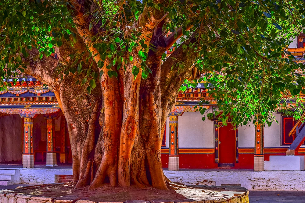 Banyan Tree дерево