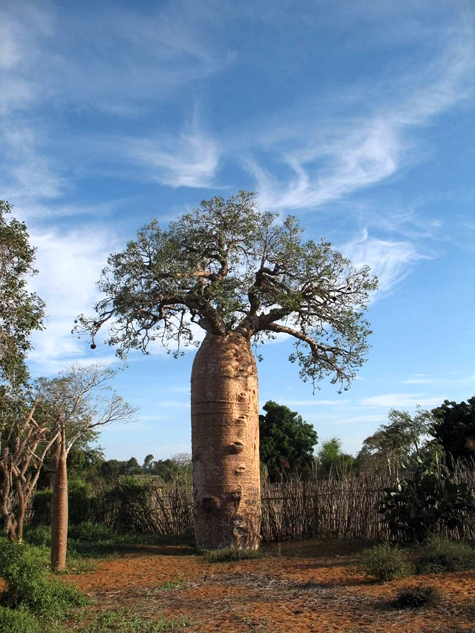 Баобаб Африканский Ботаническая