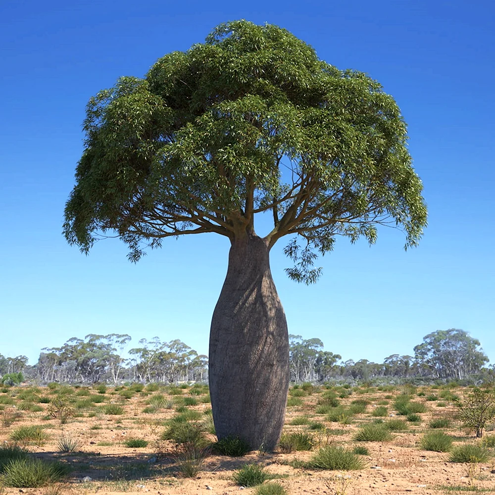 Баобаб бутылочное дерево