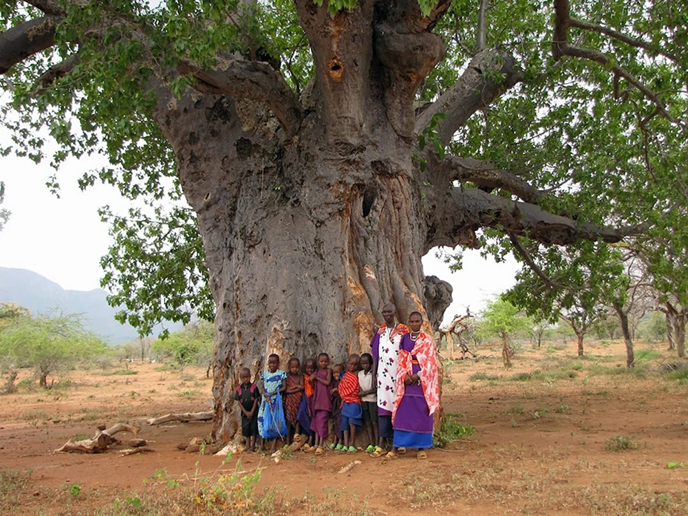 Баобаб характерное дерево африканских саванн