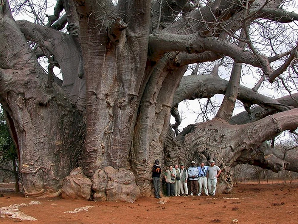 Баобаб самое толстое дерево