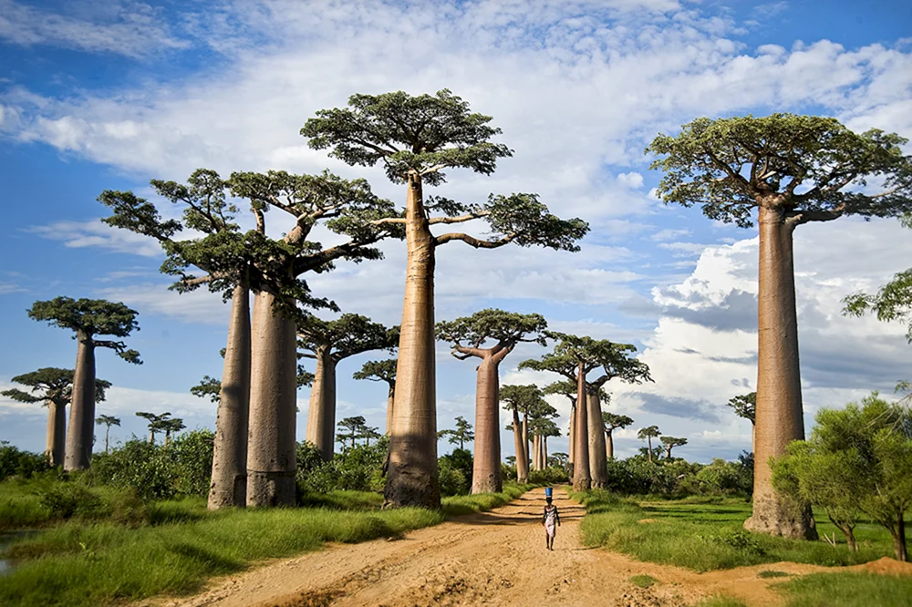 Баобабы Мадагаскара