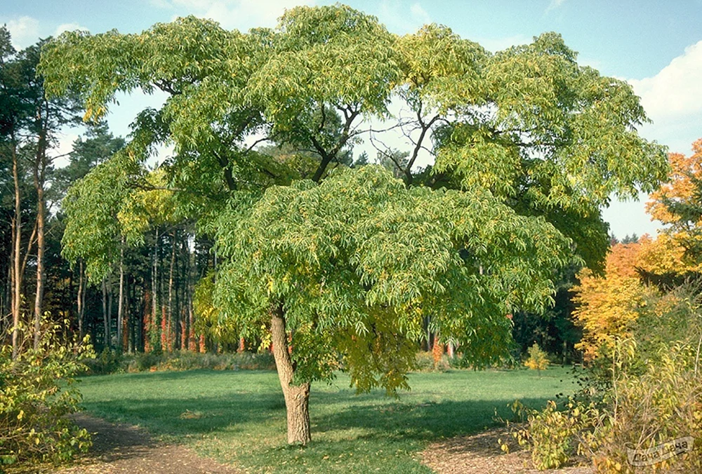 Бархат Амурский -Phellodendron amurense