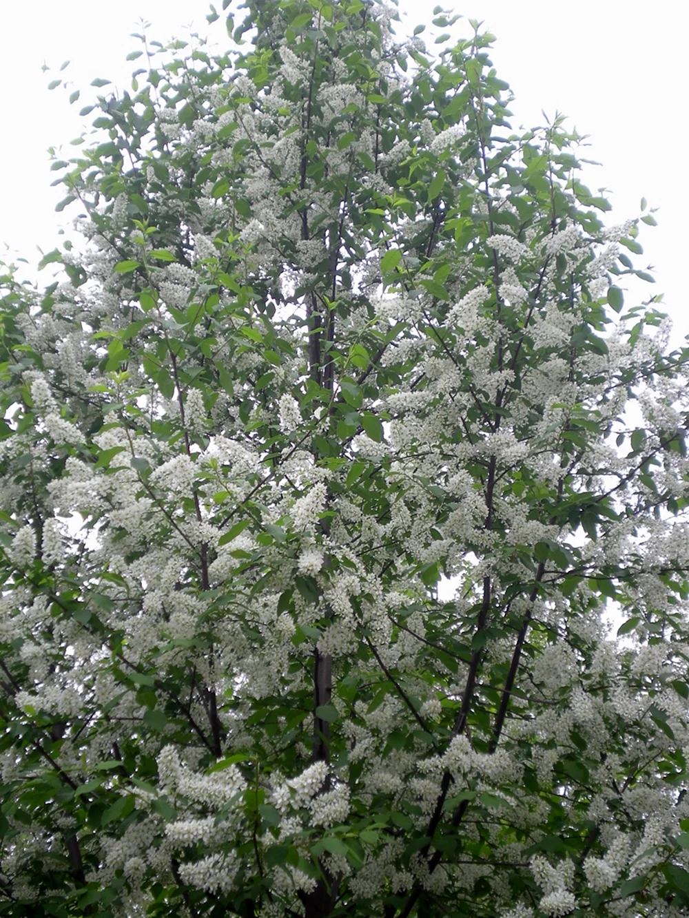 Белая черемуха дерево