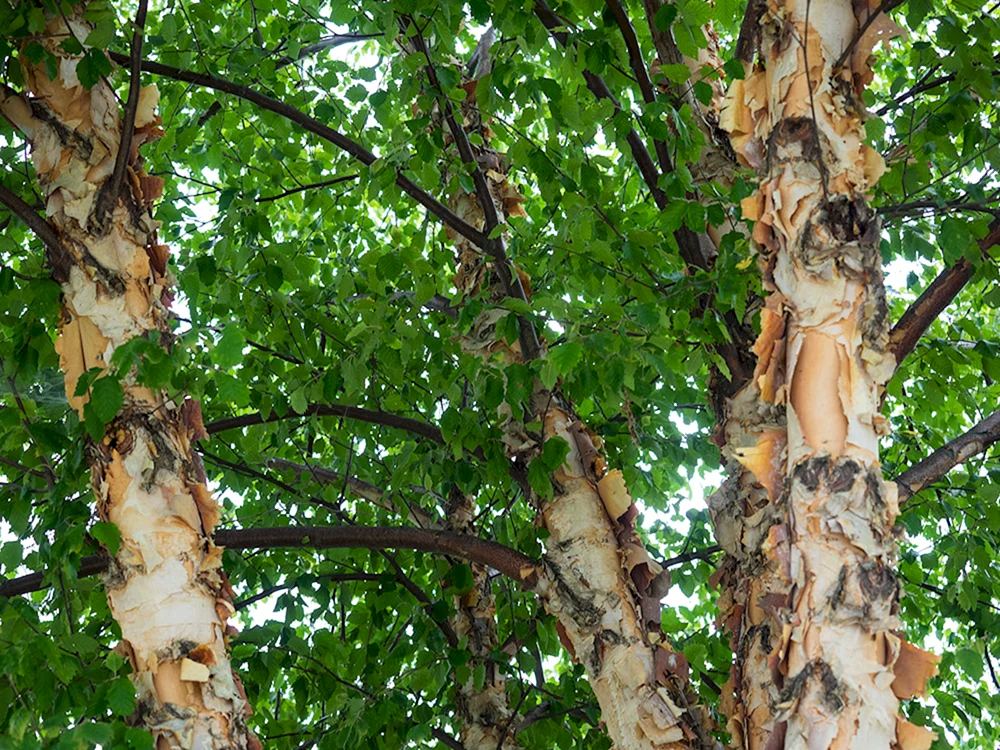 Берёза чёрная Betula nigraв Калифорнии