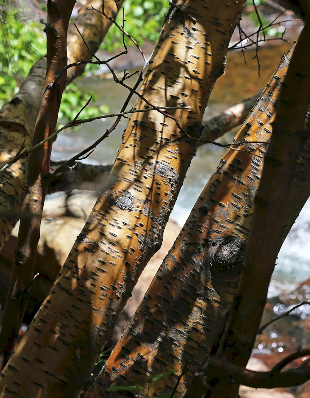 Betula medwediewii Gold Bark