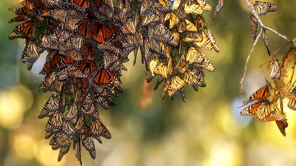 Биосферный заповедник бабочки Монарх Мексика