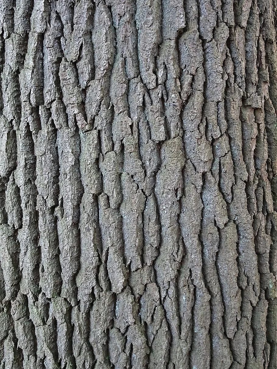 Бороздчатая кора дерева