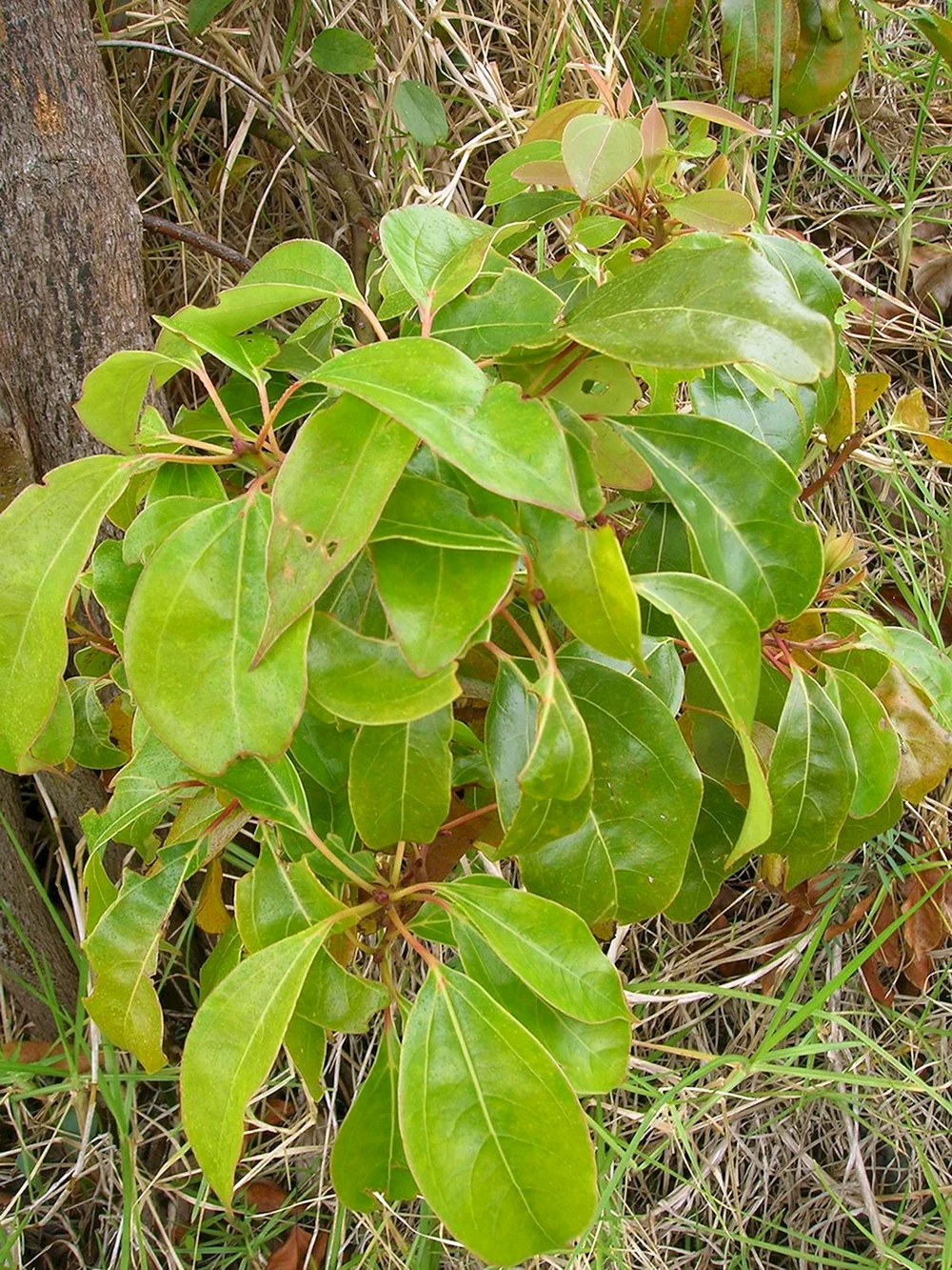 Cinnamomum camphora