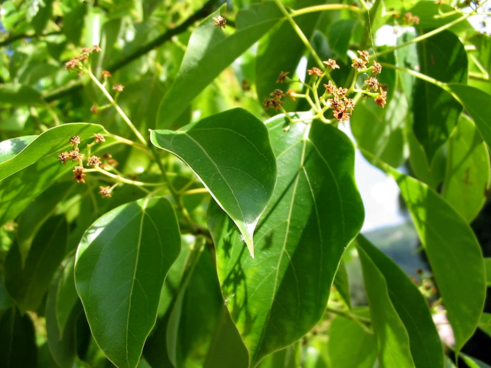 Cinnamomum camphora Ravintsara