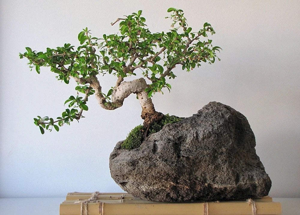 Декоративное дерево Банзай