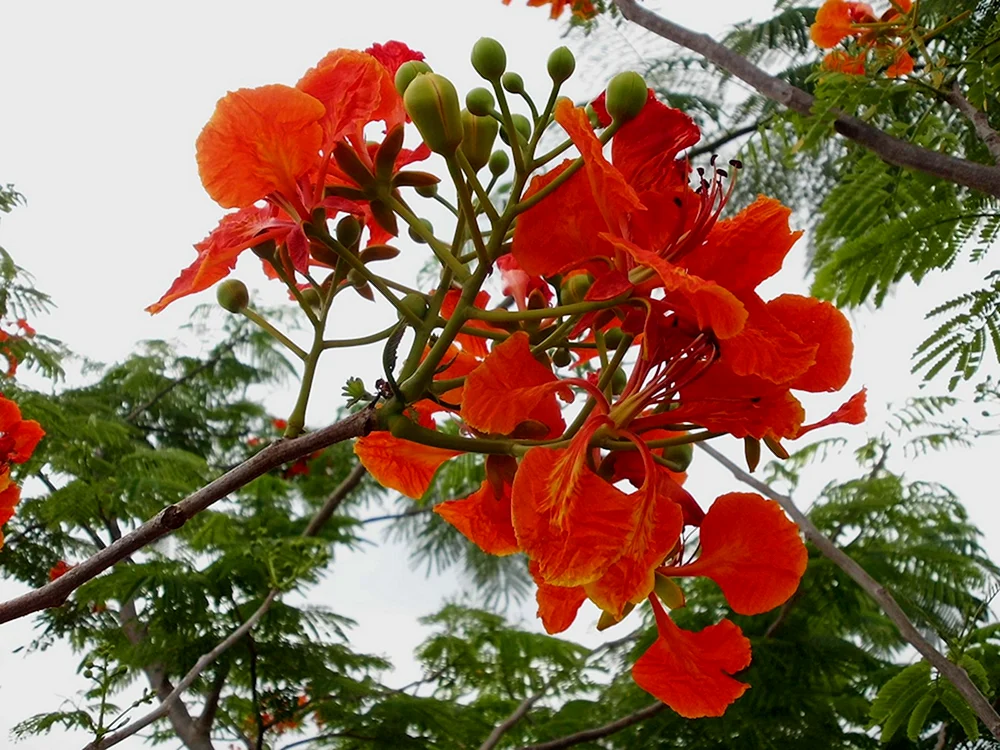 Делоникс Королевский цветок