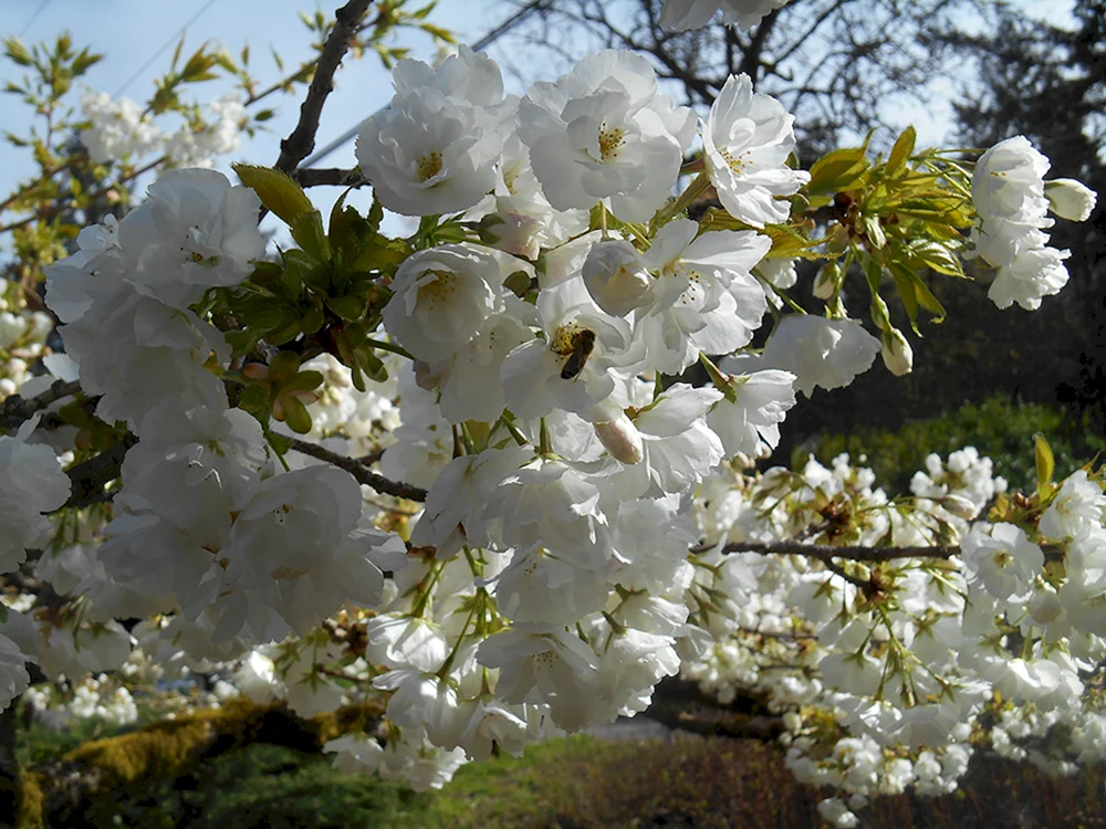 Деревья цветущие белыми цветами