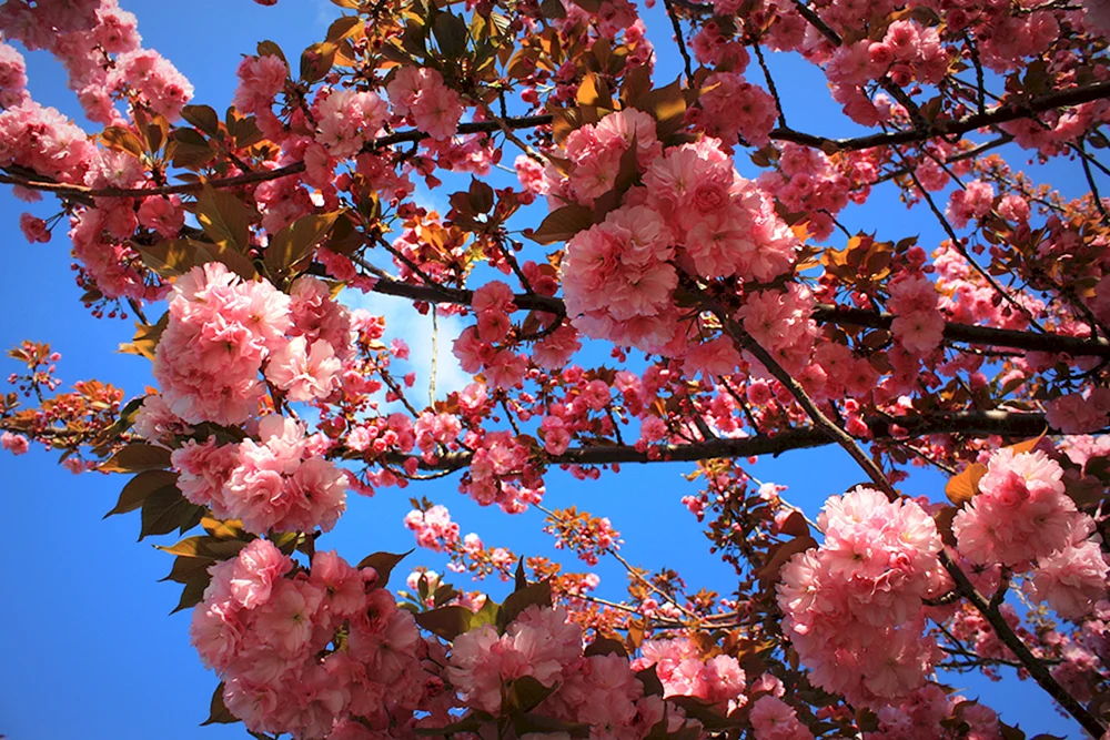 Деревья цветущие розовыми цветами