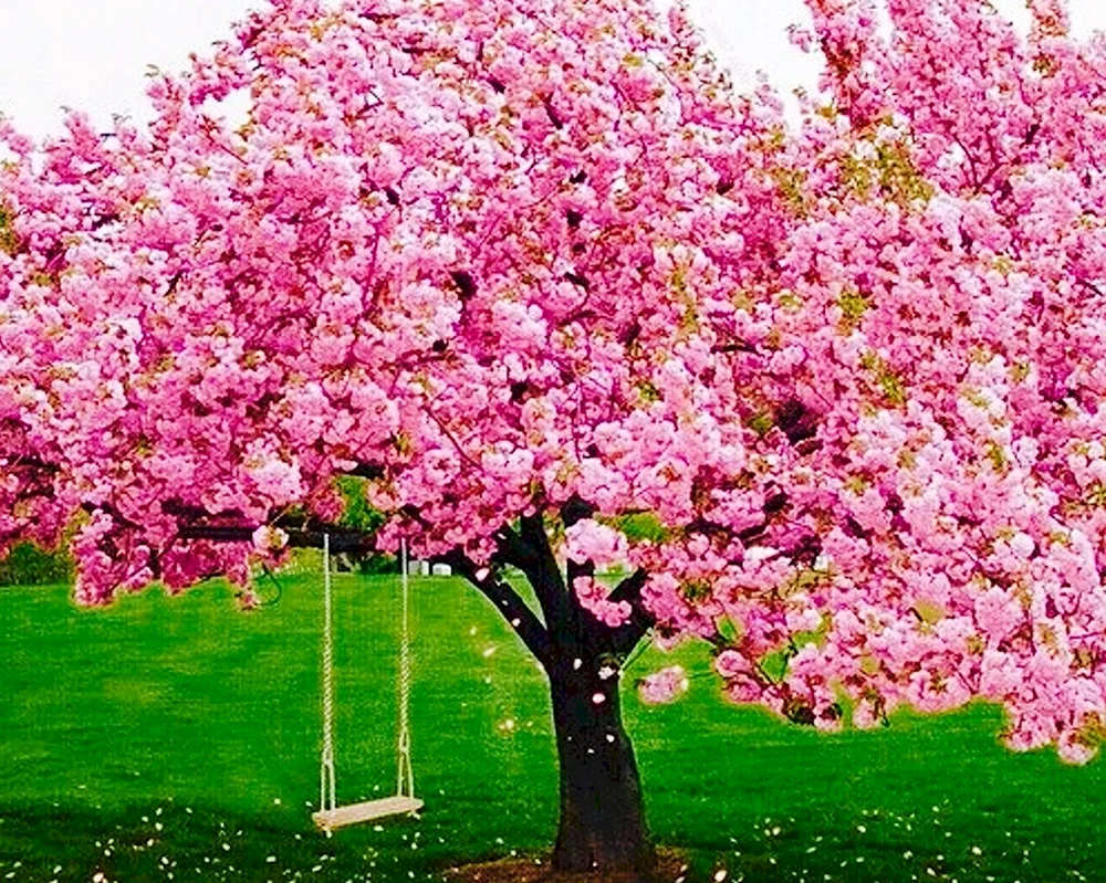 Деревья цветущие розовыми цветами