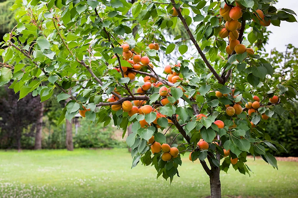 Дерево абрикоса Ханхард