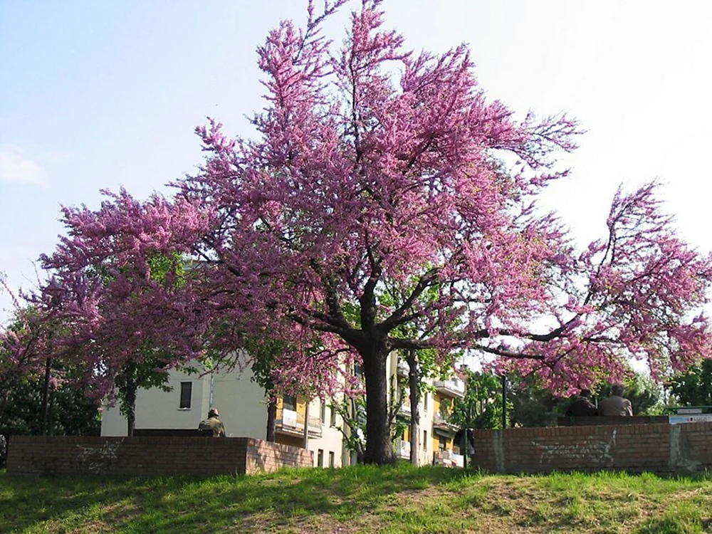 Дерево Cercis siliquastrum