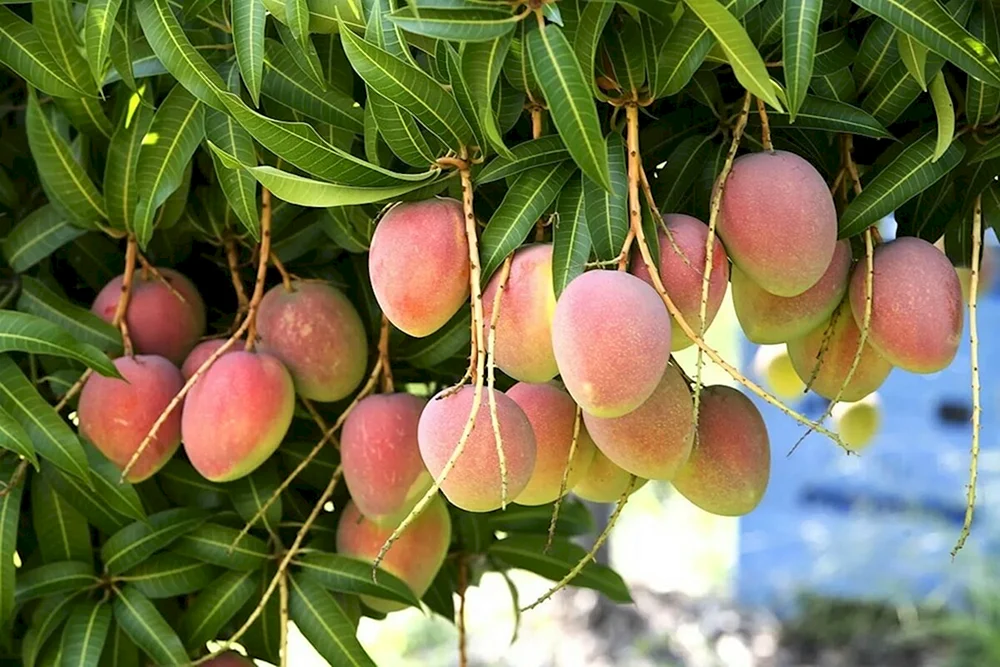 Дерево манго с плодами