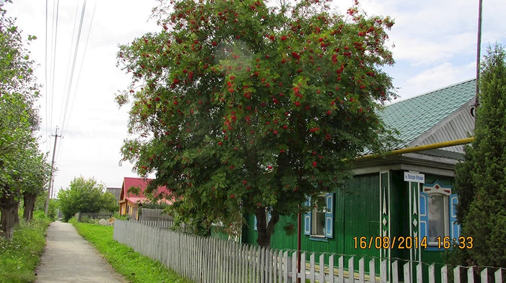 Дерево рябины возле дома в деревне