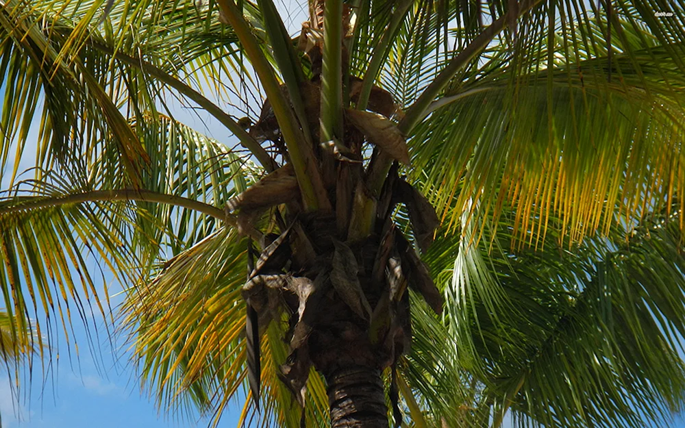 Дерево с кокосами 6 букв