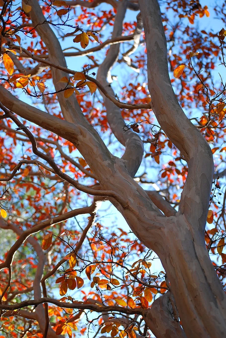 Дерево с опавшими листьями