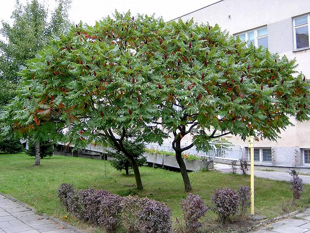 Дерево сумакс