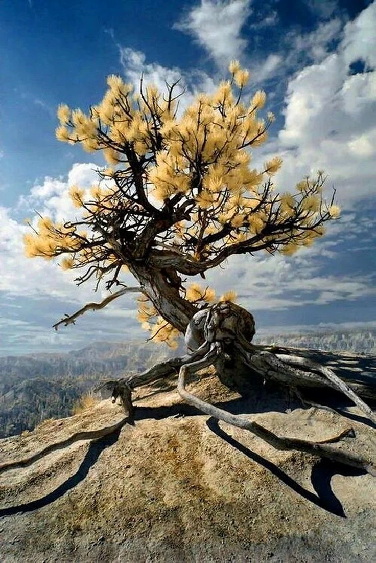 Дерево Тунси