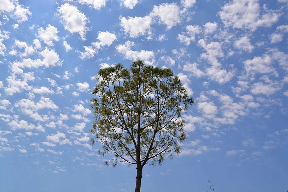Дерево в облаках