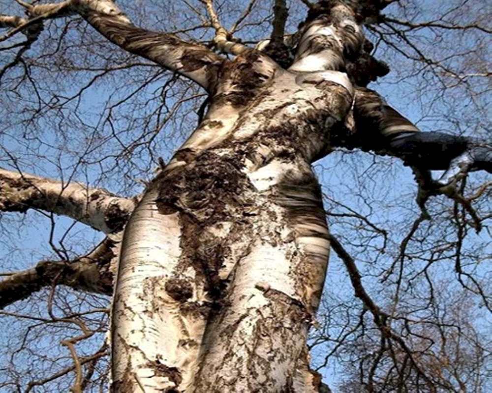 Дерево в виде женщины