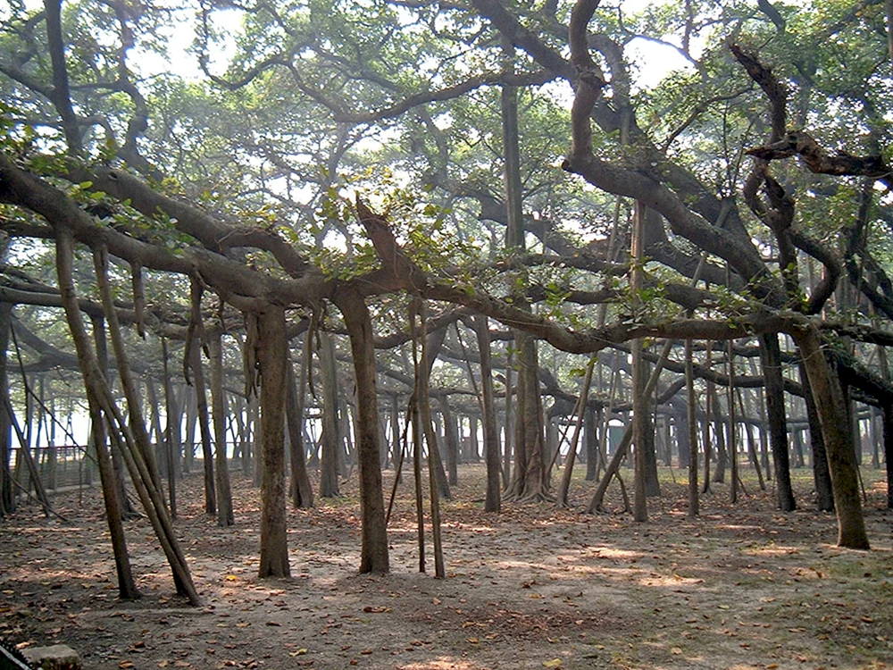 Дерево-лес Баньян
