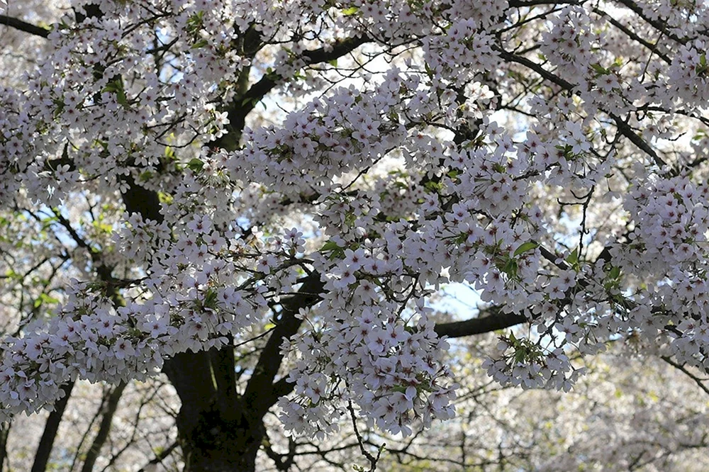 Деверо вишни цветет
