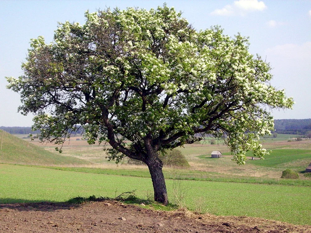 Дикая груша дерево
