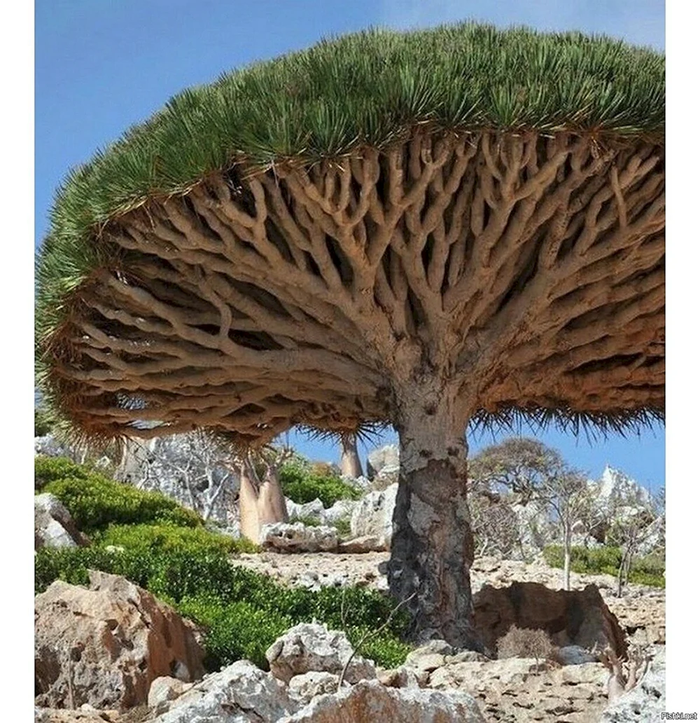 Драконовое дерево Сокотра