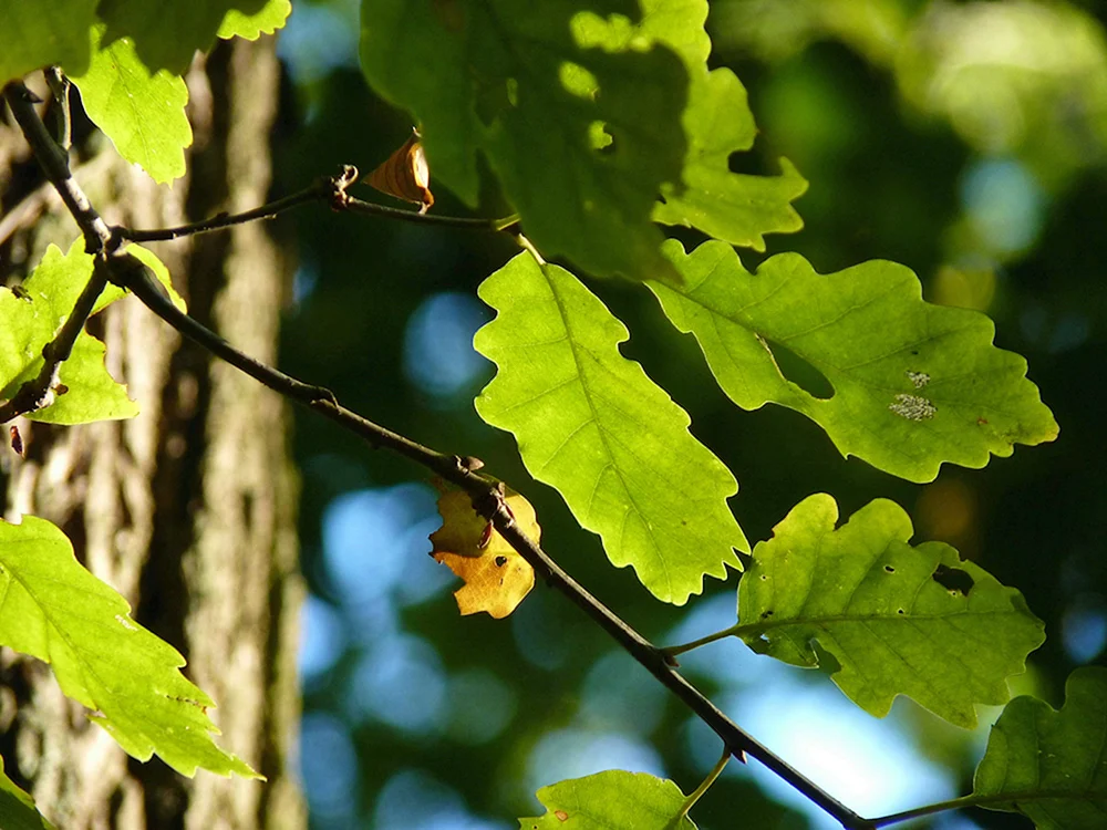 Дуб дерево листья