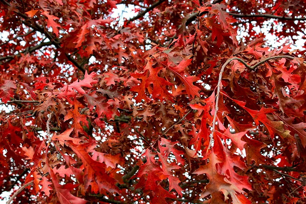 Дуб красный листья