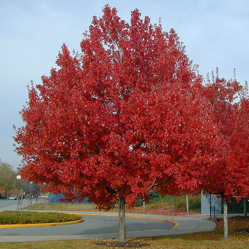 Дуб красный Quercus rubra