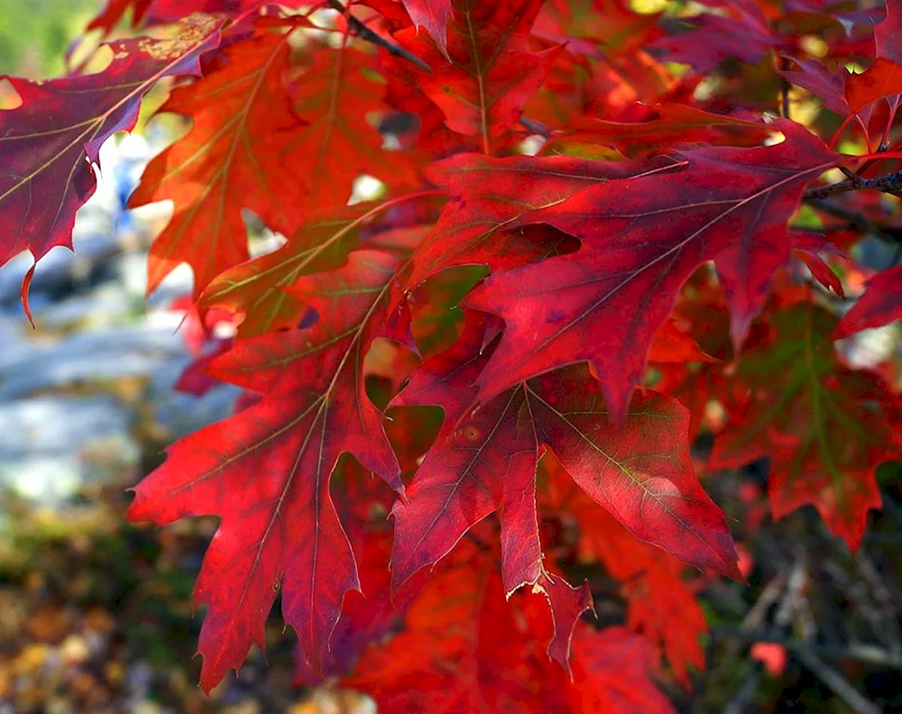 Дуб красный Quercus rubra лист